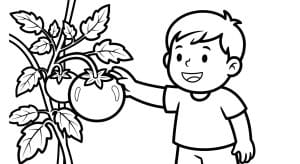 to mau qua ca chua 1