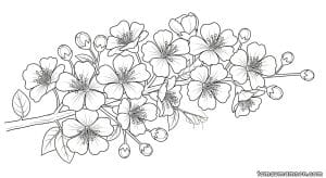 tranh to mau canh hoa mai 1