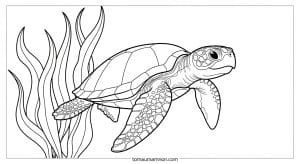 tranh to mau sinh vat bien 1